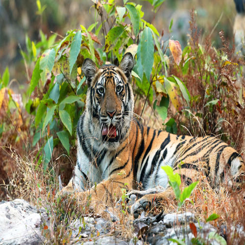 Bandhavgarh National Park